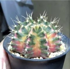 2026年最新】緋牡丹 錦の人気アイテム - メルカリ