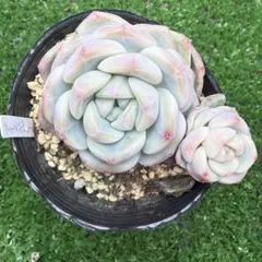 つくつく様 リクエスト 3点 まとめ商品