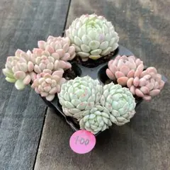 リナ様 リクエスト 4点 まとめ商品