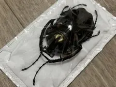 テナガコガネ　標本　ベトナム　ペア テナガコガネ 標本 ベトナム ペア - メルカリ