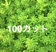 2025年最新】モリムラ万年草の人気アイテム - メルカリ