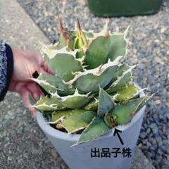 RIEKO☆様 リクエスト 2点 まとめ商品