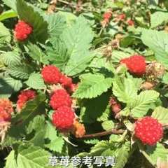 ⭐️草苺苗2株⭐️木苺苗 木いちご ラズベリー ワイルドベリー 野苺苗 草いちご