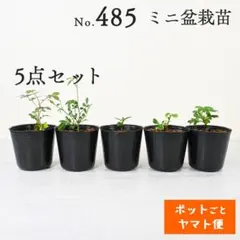 2026年最新】沖縄盆栽の人気アイテム - メルカリ