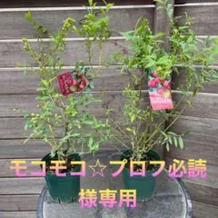 ブルーベリー ピンクレモネード 大苗 ハイブリッド系 - メルカリ