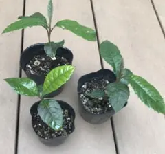 ru fleur♡様 リクエスト 3点 まとめ商品