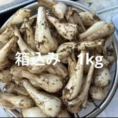 初物❗️鳥取県産 農薬不使用 砂丘らっきょう らっきょう - メルカリ