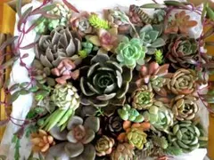 多肉植物 ★弁当★ 詰め合せ★