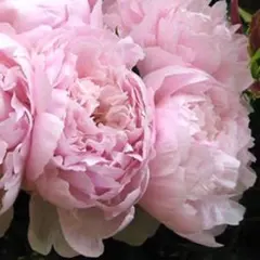 さくちゃん様専用