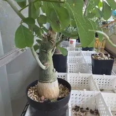 アデニア　フルチコーサ　現地球　発根株　（鉢付き） アデニア フルチコーサ 現地球 発根株 卓上サイズ (鉢付き) 植物