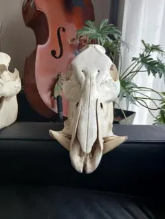 熊 ツキノワグマ 頭蓋骨 頭骨 - メルカリ