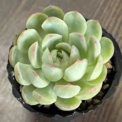 ❤️専用出品❤️ラブリーローズ錦❤️抜き苗① ラブリーローズ錦 多肉植物 エケベリア 抜き苗 韓国苗 現品 - メルカリ