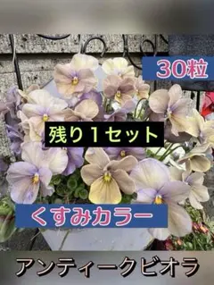 おしゃれな「くすみカラー」ビオラ　 種　　30粒