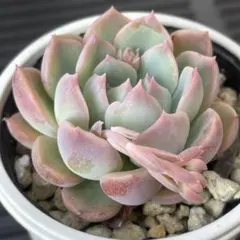 クゥとチャチャ様 リクエスト 3点 まとめ商品