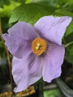 山野草 濃色八重咲き シラネアオイ 種付 - メルカリ