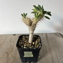 ユーフォルビア ギラウミニアナ 実生4 塊根植物のサムネイル