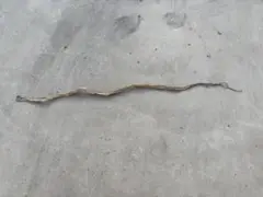 アオダイショウ 抜け殻 完全体