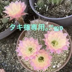 タキ様 リクエスト 2点 まとめ商品