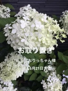 KKEI17様専用ページ ドライフラワー縦長スワッグWhite×Beige‥ - メルカリ
