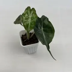 アロカシア ヴェノム Alocasia 'Venom' 管理番号s292 - メルカリ