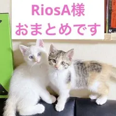 RiosA様 リクエスト 4点 まとめ商品