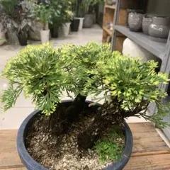イワヒバ 盆栽 岩ヒバ 石付け - メルカリ