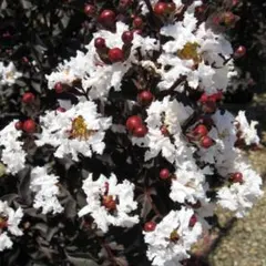❀サルスベリ❀ブラックパール・ホワイト❀チビ苗木❀のサムネイル