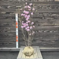 ユキグニミツバツツジ/株立ち【現品発送】管理70644 ユキグニミツバツツジ/株立ち【現品発送】管理70644 - メルカリ