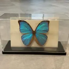 2025年最新】蝶 標本 ブラジルの人気アイテム - メルカリ