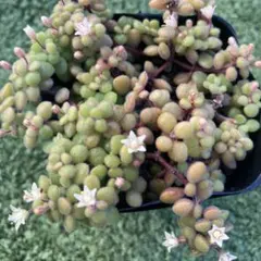 2026年最新】ブロウメアナ 抜き苗の人気アイテム - メルカリ