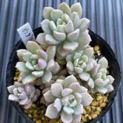 Ringo様 リクエスト 2点 まとめ商品