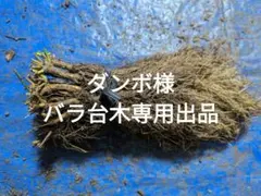 バラ台木専用出品100本