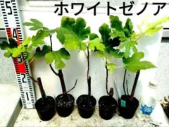 イチジク苗　ホワイトゼノア　2株セット　送料込　即購入可能のサムネイル
