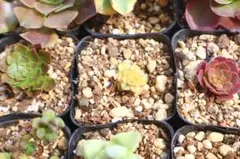多肉植物 アエオニウム カットセット16種類1 - メルカリ