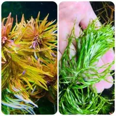 メルカリ便 xyris sp red 水中葉大株1株 水草 ADA 水槽 - メルカリ