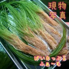 【大特価★株分け多数可】エリオカウロンsp.ソーシャルフェザーダスターのサムネイル