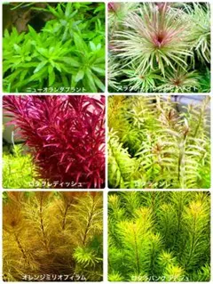 ぷー♂様 リクエスト 2点 まとめ商品