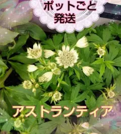 アストランティア❤スノースター❤ホワイト系❤２点セット❤宿根❤多年草　 白のサムネイル