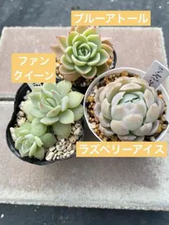多肉植物3種セット　ラズベリーアイス他　抜き苗　多肉植物　エケベリア