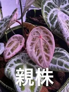 Crystallinum Select Large 53 X Angela 35 - メルカリ