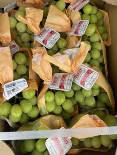 M♡様専用リンク 長野県シャインマスカット11房5キロ高級品質