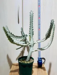 【多肉植物】ユーフォルビア・ホワイトゴースト（4号深型スリット鉢付き）のサムネイル