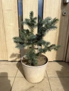 2025年最新】プンゲンス スーパーブルーの人気アイテム - メルカリ