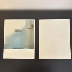 【希少品】川内倫子 写真集 アイーラ アイーラ / Aila（First Edition, With OBI） - 川内 倫子 / Rinko