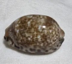 でか 貴少 沖縄 宝貝 タカラガイ ホシダカラ 天然 貝殻 厄除け 開運 星