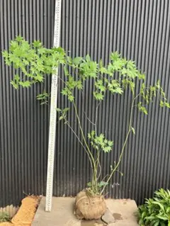 hirooo様専用です！ 山採り　ヤマモミジ　ウワミズザクラ　混合株