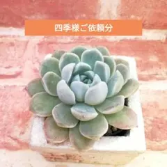四季様ご依頼分 FO48サンタマリア×雲の花他 多肉 エケベリア