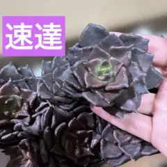 速達★CHIRU★様 リクエスト 10点 まとめ商品