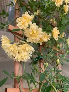 モッコウバラ苗木 鉢ごと発送