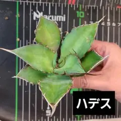 速達Tomo様 リクエスト 3点 まとめ商品